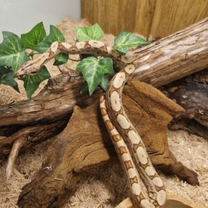 Boa Constrictor [Boa constrictor]
