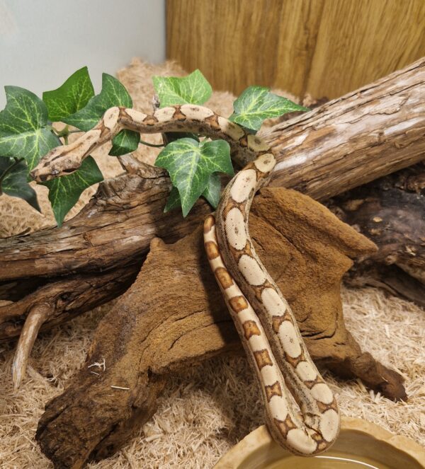 Boa Constrictor [Boa constrictor]