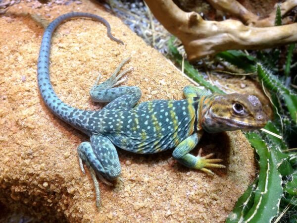 Halsbandleguan [Crotaphytus Collaris]